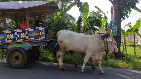 Cow cart in Java Indonesia, taken in Sleman Java Indonesia Stock Footage 241758994
