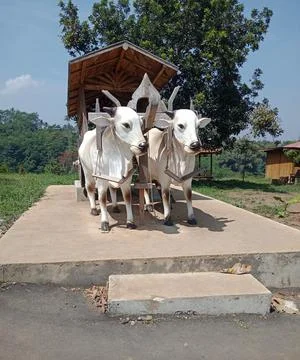 Cow cart from java Stock Photos