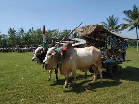 Cow Carts Stock Photos