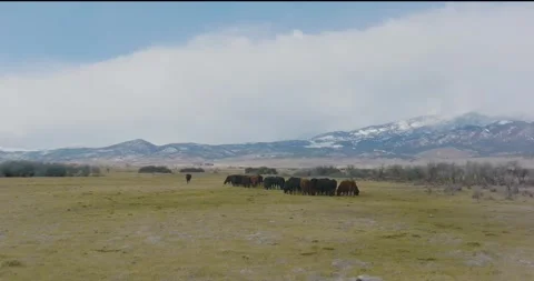 Cow Cattle Aerial Vidéo 250053239