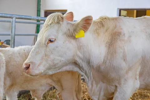 Cow in Cattle Barn Stock Photos