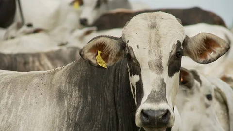 Cow cattle Stock Footage 100647939