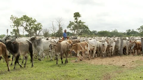 Cow cattle Stock Footage 100648011