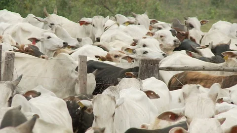 Cow cattle Stock Footage 100648036