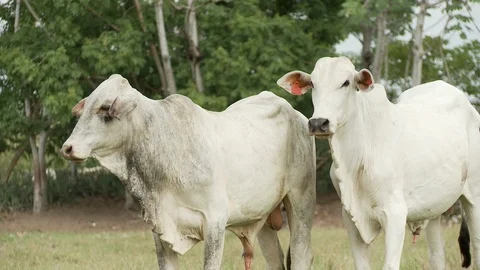 Cow cattle Stock Footage 100648072