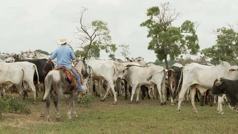 Cow cattle Stock Footage 100648078