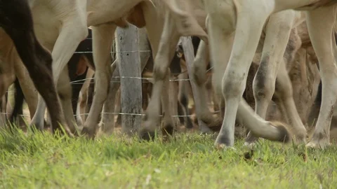 Cow cattle Stock Footage 100648108