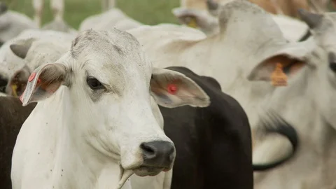 Cow cattle Stock Footage 100648112