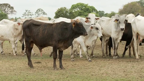 Cow cattle Stock Footage 100648175
