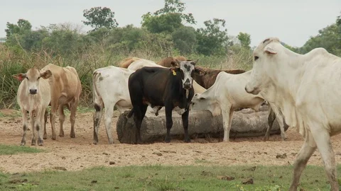 Cow cattle Stock Footage 100648206