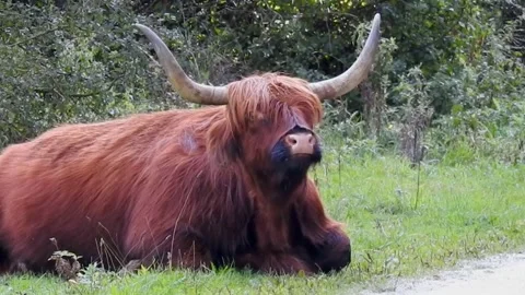 Cow cattle Scottish Stock Footage 271347464