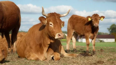 A cow with cattle tags is resting while lying in a picturesque rural pasture. Stock Footage 289541694