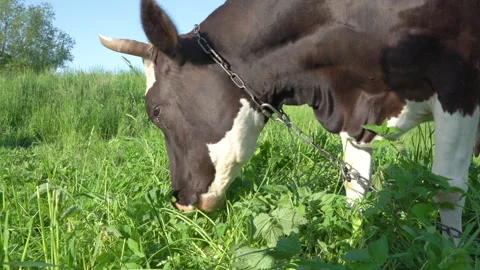 A cow on a chain grazes Stock Footage 243299117