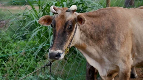 Cow chained Stock Footage 97859327