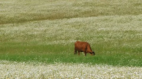 Cow in a chamomile field Video stock 21946280
