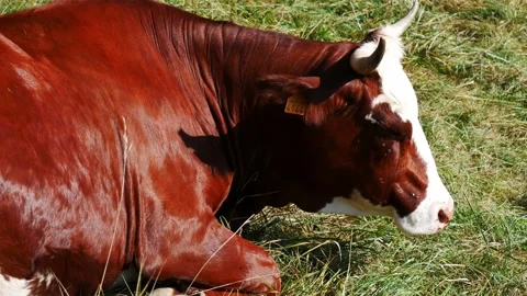 Cow chasing flies with her ears Video stock 152733794