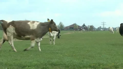 Cow chasing lamb Stock Footage 10894708