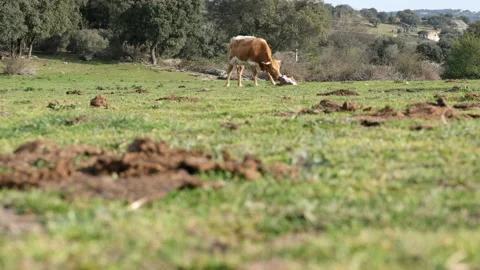 Cow checking on newborn calf laying in the meadow Stock Footage 155302086