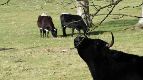 Cow chewing branch from a tree Stock Footage 146792620