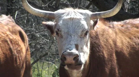 Cow Chewing Close Up Stock Footage