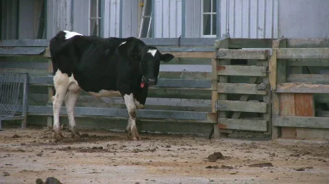 Cow chewing cud Stock Footage 452994