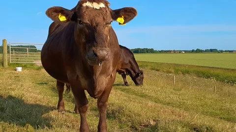 Cow chewing cud Stock Footage 201587892