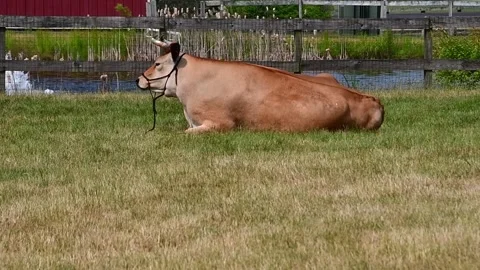 Cow Chewing cud Stock Footage 243935314