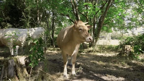 Cow chewing the cud peacefully Stock Footage 317023173