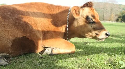 Cow Chewing in a Field Видео 12537490