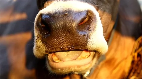 Cow chewing Video stock 63384022