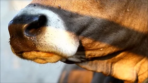 Cow chewing Stock Footage 63384039