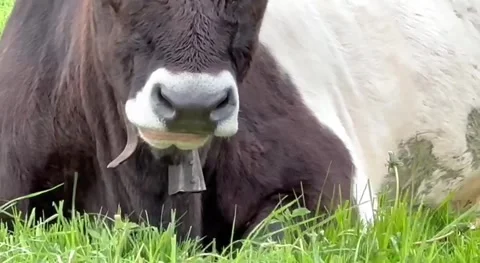 Cow Chewing Grass on Alpine Pasture Stock Footage 334844487
