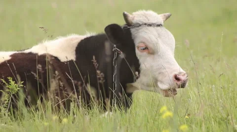 Cow chewing grass on the field. Closeup. 스톡 동영상 63528007