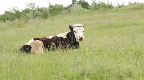 Cow chewing grass on the field 스톡 동영상 63527876