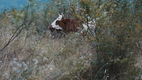 Cow chewing grass in filed Stock-Footage 95040520