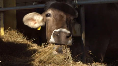 Cow chewing grass Stock-Footage 223487210