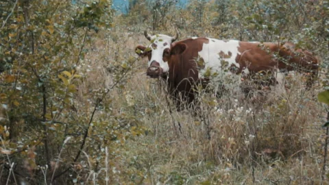 Cow chewing grass on a nature Stock Footage 95040596
