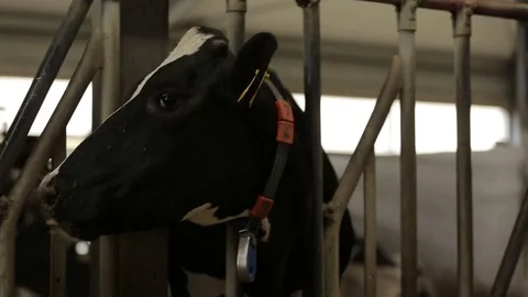 Cow chewing hay is in the barn Stock Footage 73554882