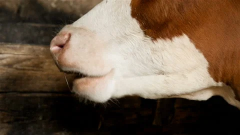 The cow is chewing hay. Close-up Stock Footage 91003596
