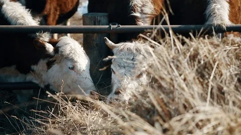 A cow is chewing hay Stock Footage 73577179