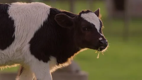 Cow chewing on long grass, evening / morning light Video stock 207895012