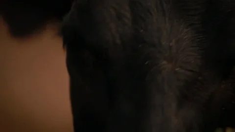 A cow chews alfalfa Stock Footage 73557831