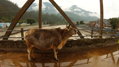 Cow chews cud on bridge over Ganges mountain town and Himalaya in clouds on back Stock Footage 99517220