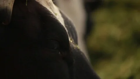 The cow chews feed Stock Footage 73556377