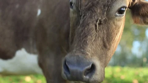 A cow chews food in a clearing Stock Footage 84580478