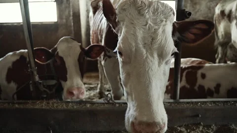 A cow chews grass cud. Close-up of cow's nose and jaws. Stock Footage 307838180