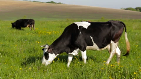 Cow chews grass Stock Footage 112652737