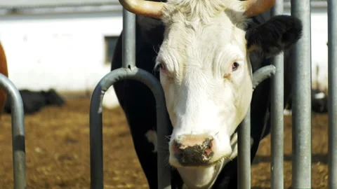 Cow chews hay Stock-Footage 93135348