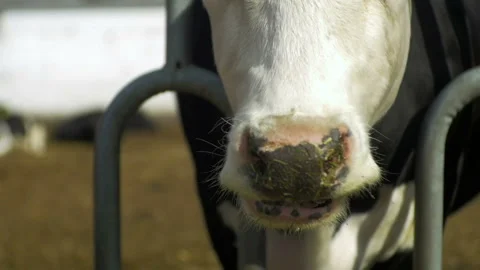 Cow chews hay in the paddock Stock-Footage 93135646