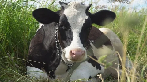 The Cow chews , posing and meditating on the lawn Video stock 78121958